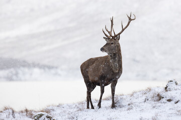 Obraz premium deer in the snow