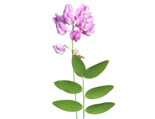 Purple flower of black pea plant isolated on white, Lathyrus n