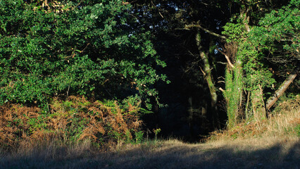 Jeux d'ombre dans une forêt de pins et de chênes, pendant le crépuscule