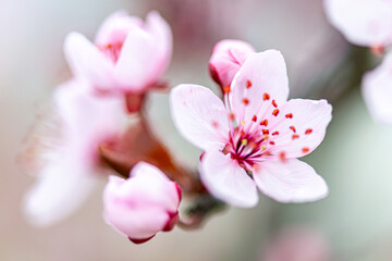 sakura blossom wallpaper spring time