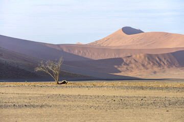 dry tree and velvety slopes of red dunes, Naukluft desert near Sossusvlei,  Namibia