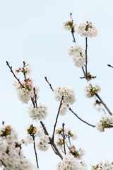 FLOR DE CEREZO (Cerassus)