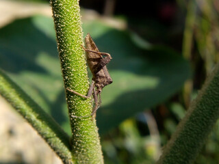 grasshopper on a leaf
