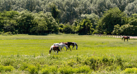 Summer rural landscape. Horses graze on a green meadow in countryside.