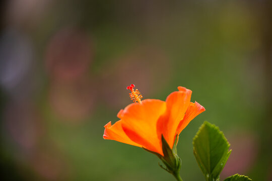 Stunning orange hibiscus striving for the sky