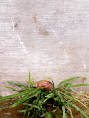 easter egg on the grass