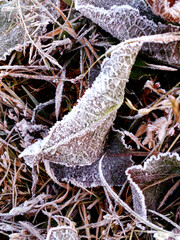 ice on the leaf