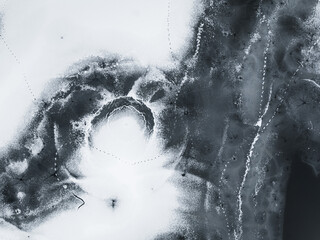 Traces on the ice of migrating animals in winter