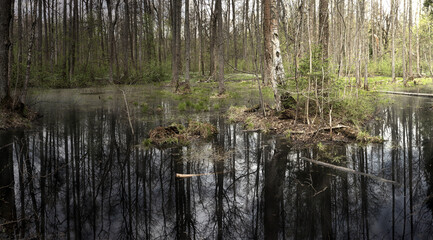 black swamp water in dark forest