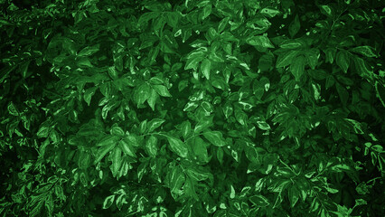 Forest or leaf background mixed with dark green gradient rough skin effect.