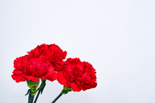 真赤な カーネーション の 花 【 母の日 の イメージ 】