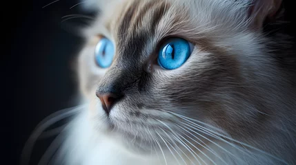 Tuinposter close up of a cat, stunning Ragdoll cat with striking blue eyes, highlighting its beautiful and captivating gaze © @ArtUmbre