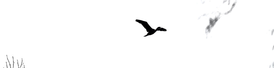 fliegender Kormoran Vogel ikonisch in schwarz weiß Querformat Banner full hd 