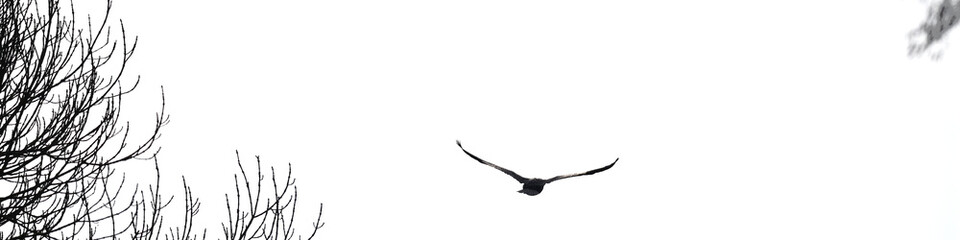 isolierte fliegende Kormoran Vogel Silhouette in schwarz weiß im Querformat Banner in full hd. Unscharfer Baum mit kahlen Ästen am linken Rand.