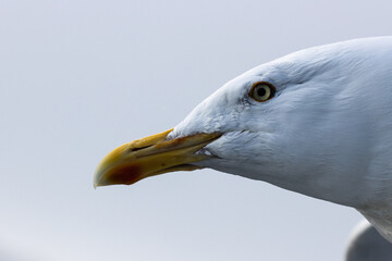 Lachmöwe