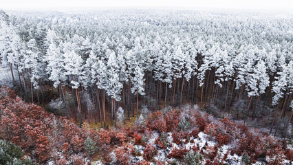 Snowy frozen forest covered with rime in winter in Poland.