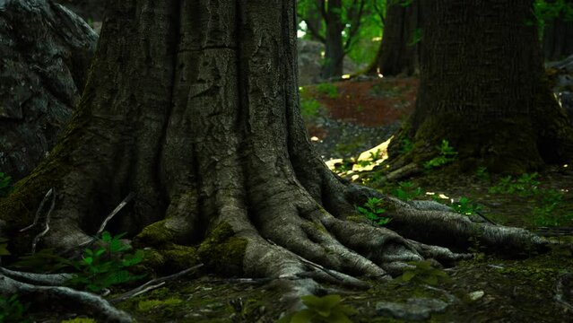 root covered with moss in a dark forest