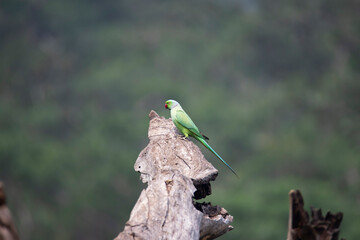 Rose-ringed parakeet perched on a dead tree - Green parrot