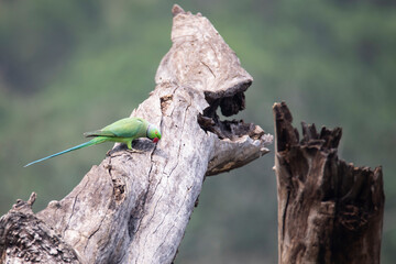 Rose-ringed parakeet perched on a dead tree - Green parrot