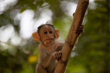 Baby bonnet macaque - Monkey climbing a tree in forest