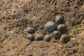 Limpet shells on a rock