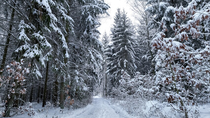 Aerial view of footpath in snow-covered forest in Poland.