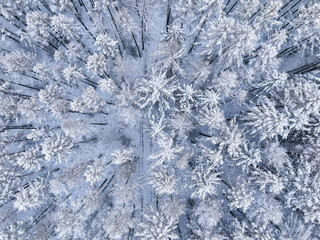 Top down view of forest in snowy winter, Poland.