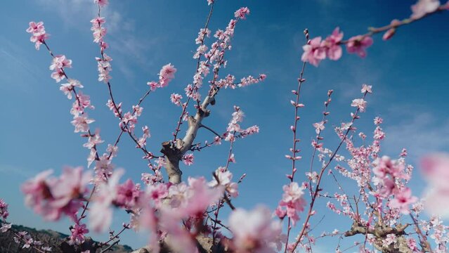 Close up shot of almond or peach tree branches full of beautiful pink blossoming flowers. Sakura bloom in Japan. Fruit tree farm. Concept of spring harvesting season. 