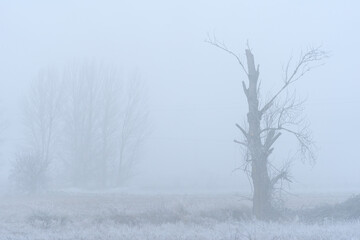 Frozen tree in the mist in winter. Nature background.