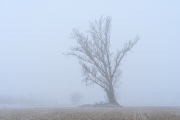 Frozen tree in the mist in winter. Nature background.