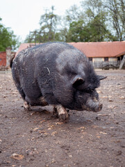 cerdo hembra negra enorme en una granja en medio del barro