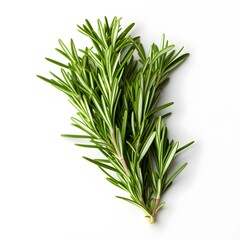 Fototapeta premium rosemary isolated on white background with shadow. rosemary isolated. rosemary leaf. Salvia rosmarinus. aromatic herb of rosemary