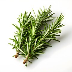 Fototapeta premium rosemary isolated on white background with shadow. rosemary isolated. rosemary leaf. Salvia rosmarinus. aromatic herb of rosemary