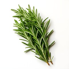 Fototapeta premium rosemary isolated on white background with shadow. rosemary isolated. rosemary leaf. Salvia rosmarinus. aromatic herb of rosemary