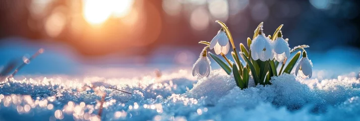 Foto op Aluminium In the first days of spring, tender snowdrops emerge, their white blossoms bringing warmth. © Andrii Zastrozhnov