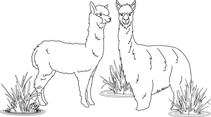 Ilama Alpaca Line art coloring children's book.