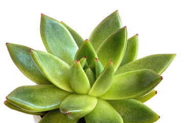 Close up of a green echeveria succulent - image