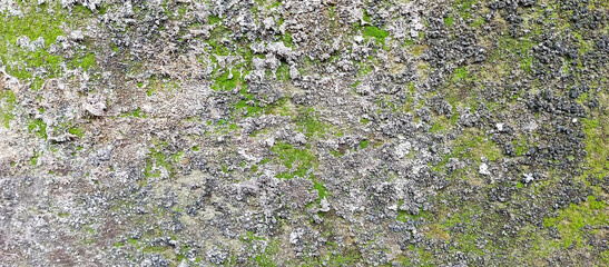 Mossy wall texture