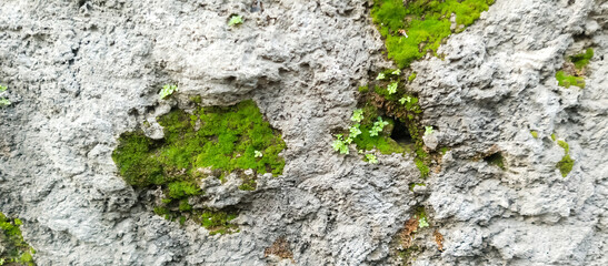 The texture of the rough cement wall