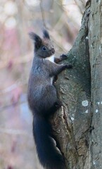 Eichhörnchen am Baum © cagala