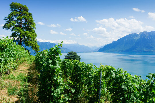 Lavaux vineyard in summer, Switzerland