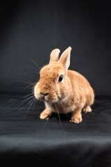Netherland Dwarf rabbit, isolated on black background