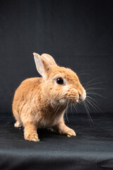 Netherland Dwarf rabbit, isolated on black background