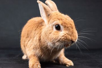Netherland Dwarf rabbit, isolated on black background