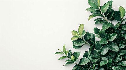 Tropical Finesse: A Vibrant Green Plant on a White Canvas – Create a Serene Atmosphere with This Nature-inspired Image, Ideal for Text Overlay