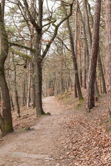 path in the forest