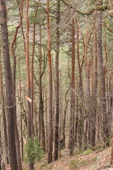 forest in autumn