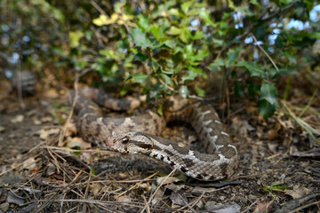 Kleinasiatische Bergotter // Ottoman viper (Montivipera xanthina) - Dalyan, Türkei