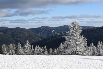 snow covered trees