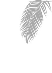Gray Palm Leaf Silhouette on pure White Background, A delicate gray silhouette of a Coconut leave, creating a tranquil and minimalist aesthetic.